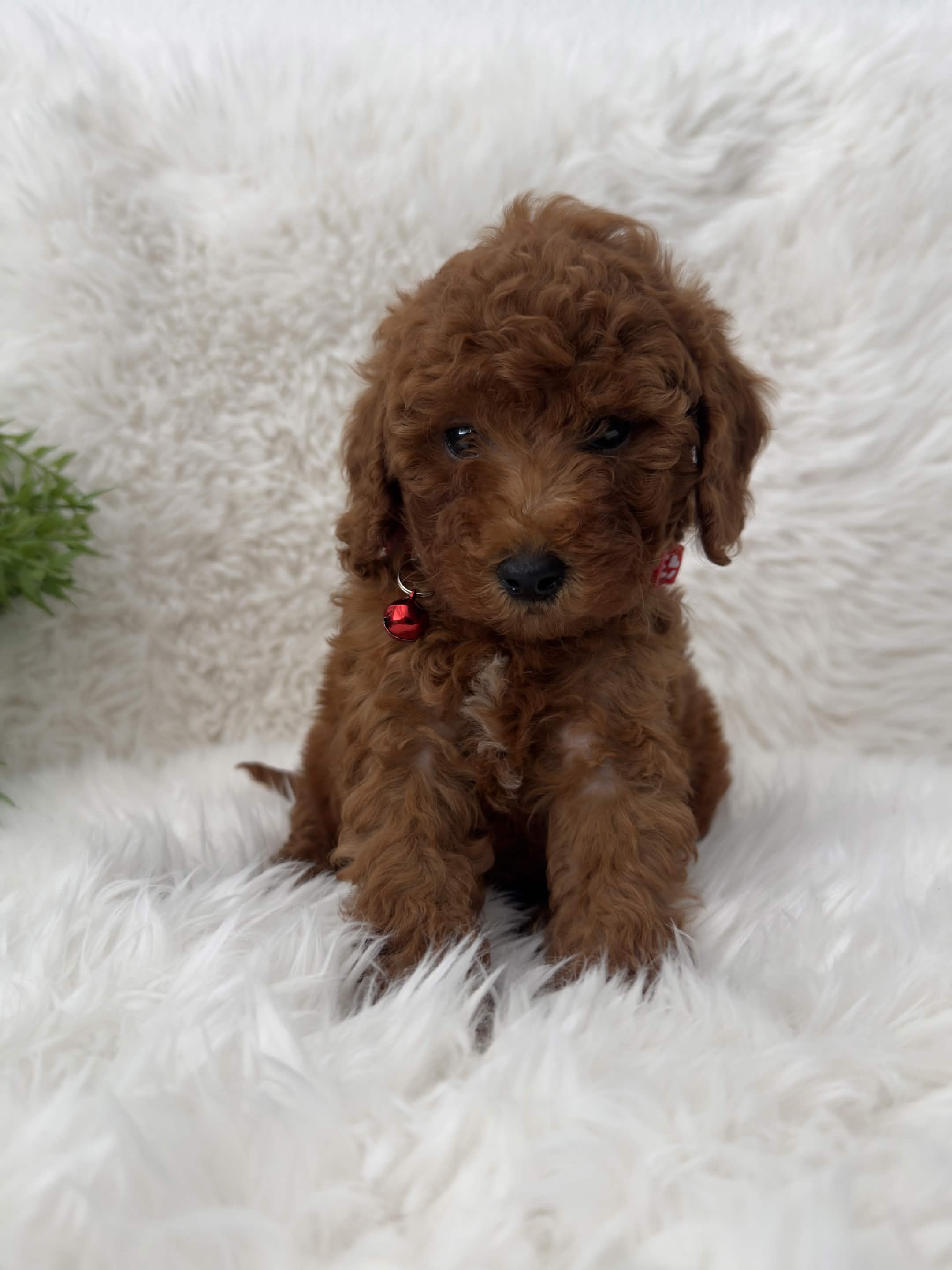 Bear, a toy Poodle puppy