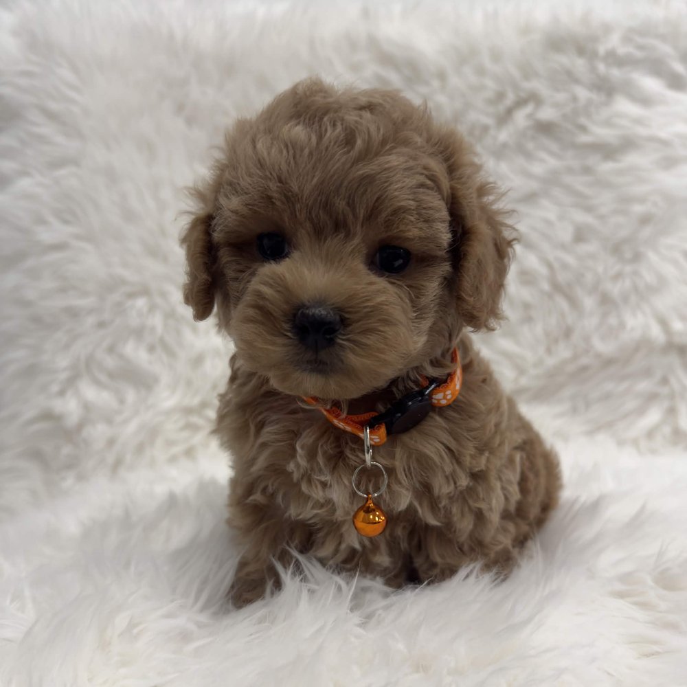 Buscuit, a Toy Maltipoo puppy