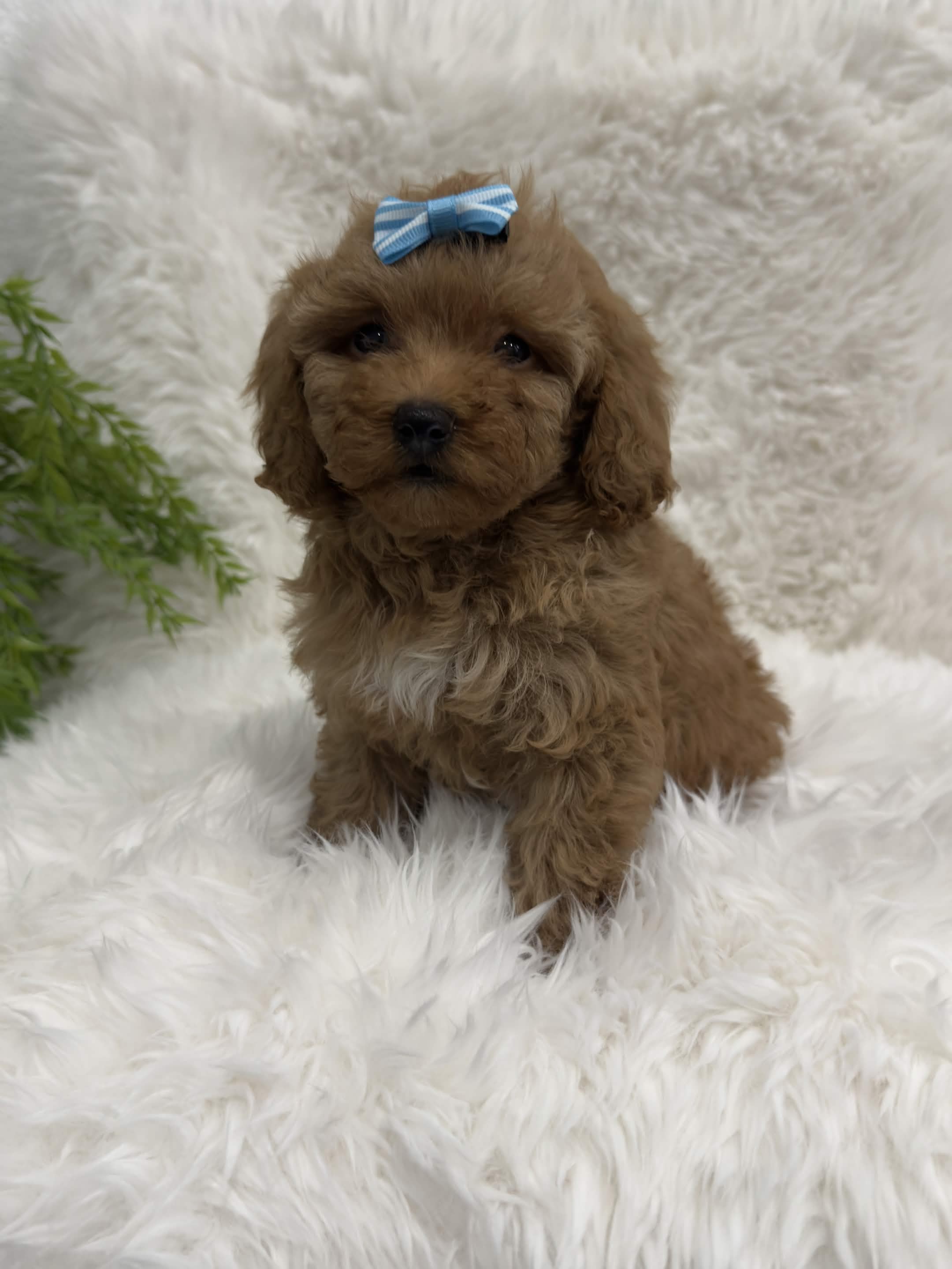 Chanel, a toy Poodle puppy