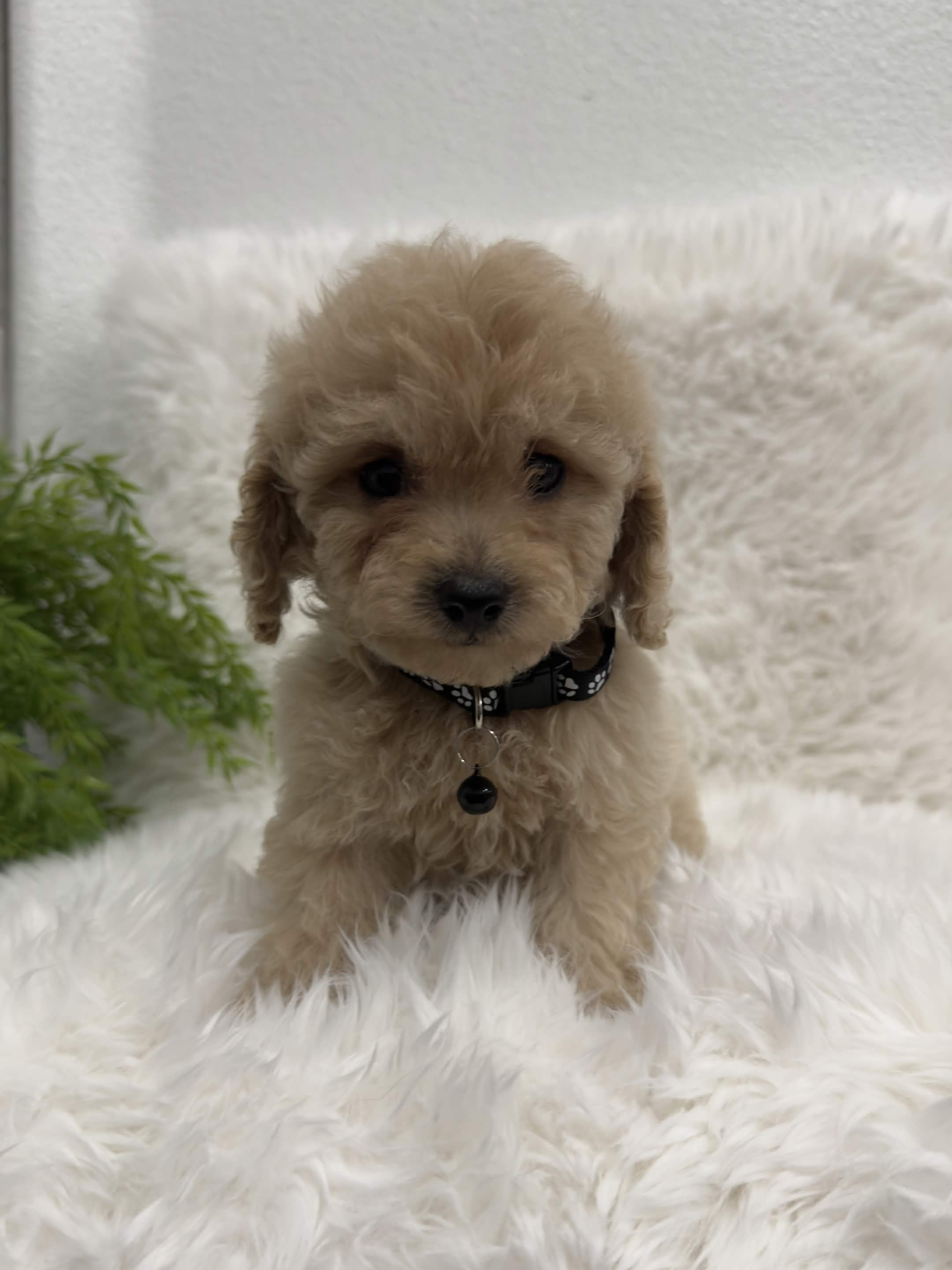 Charlie, a toy Poodle puppy