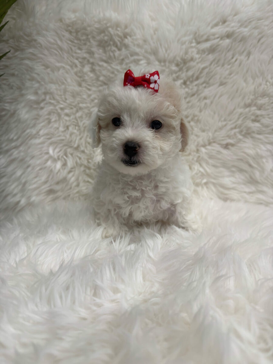 Cookie, a toy Maltipoo puppy