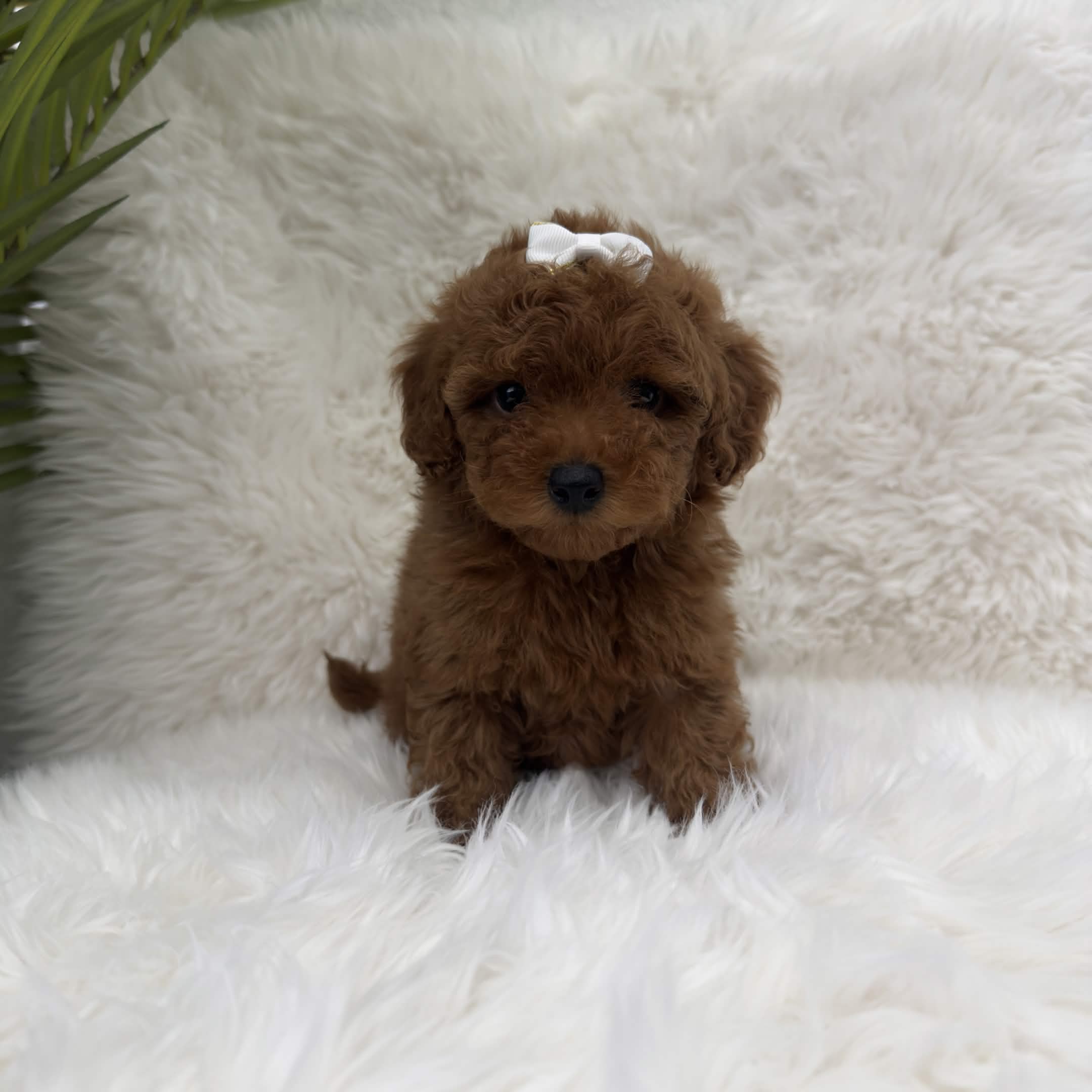Darla, a toy Poodle puppy