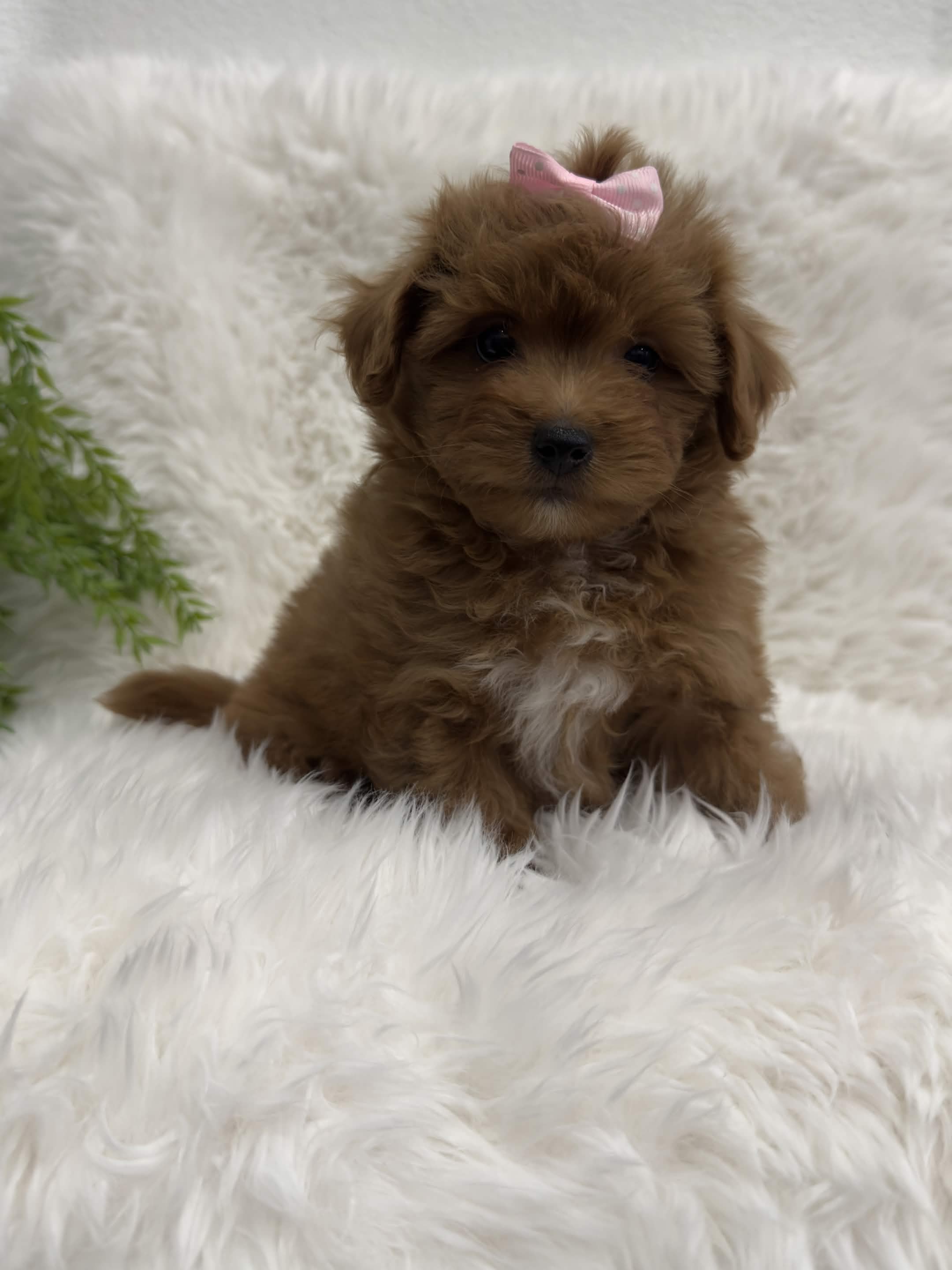 Darla, a toy Maltipoo puppy