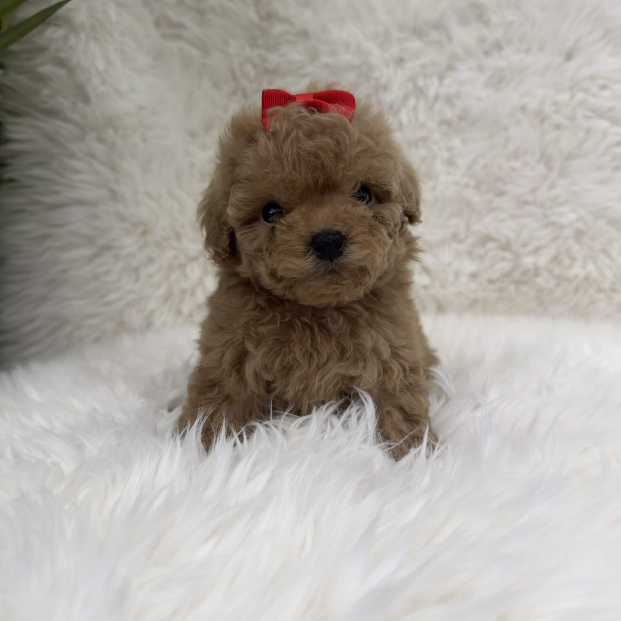 Dior, a teacup Poodle puppy