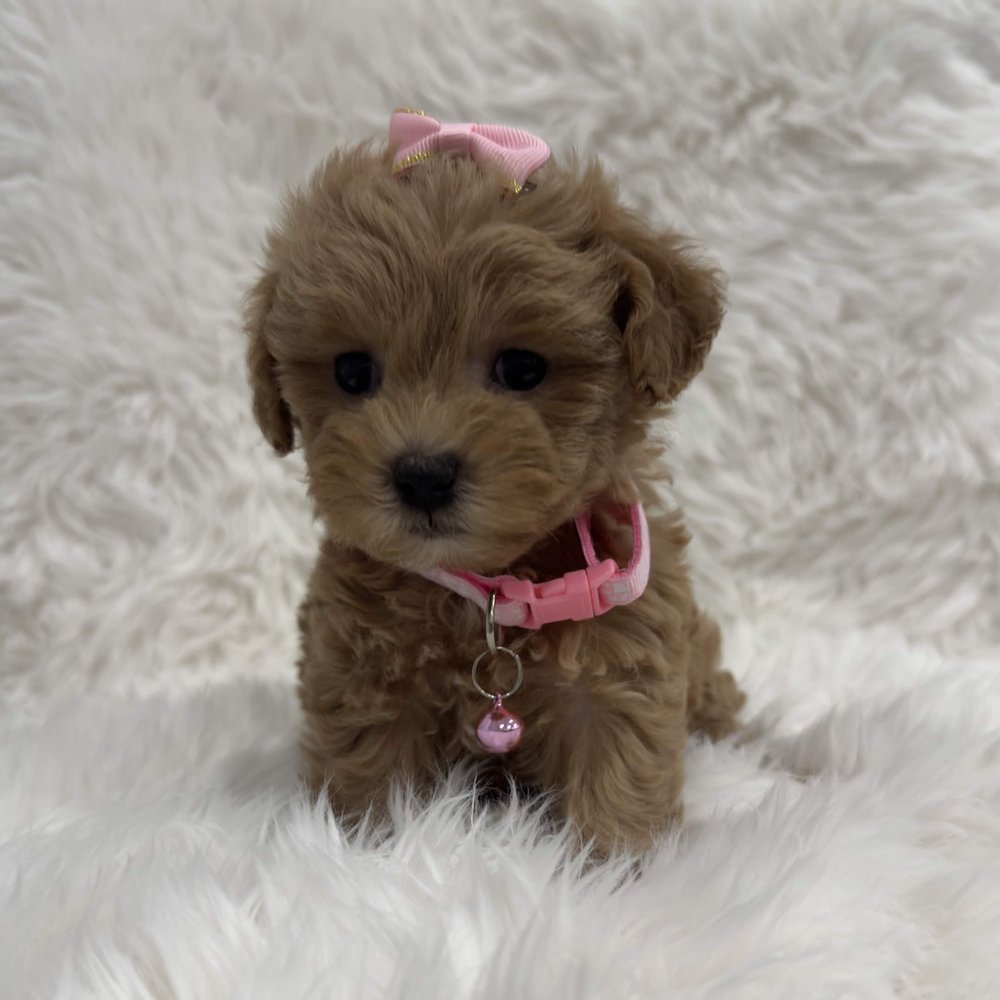 Diva, a Toy Maltipoo puppy