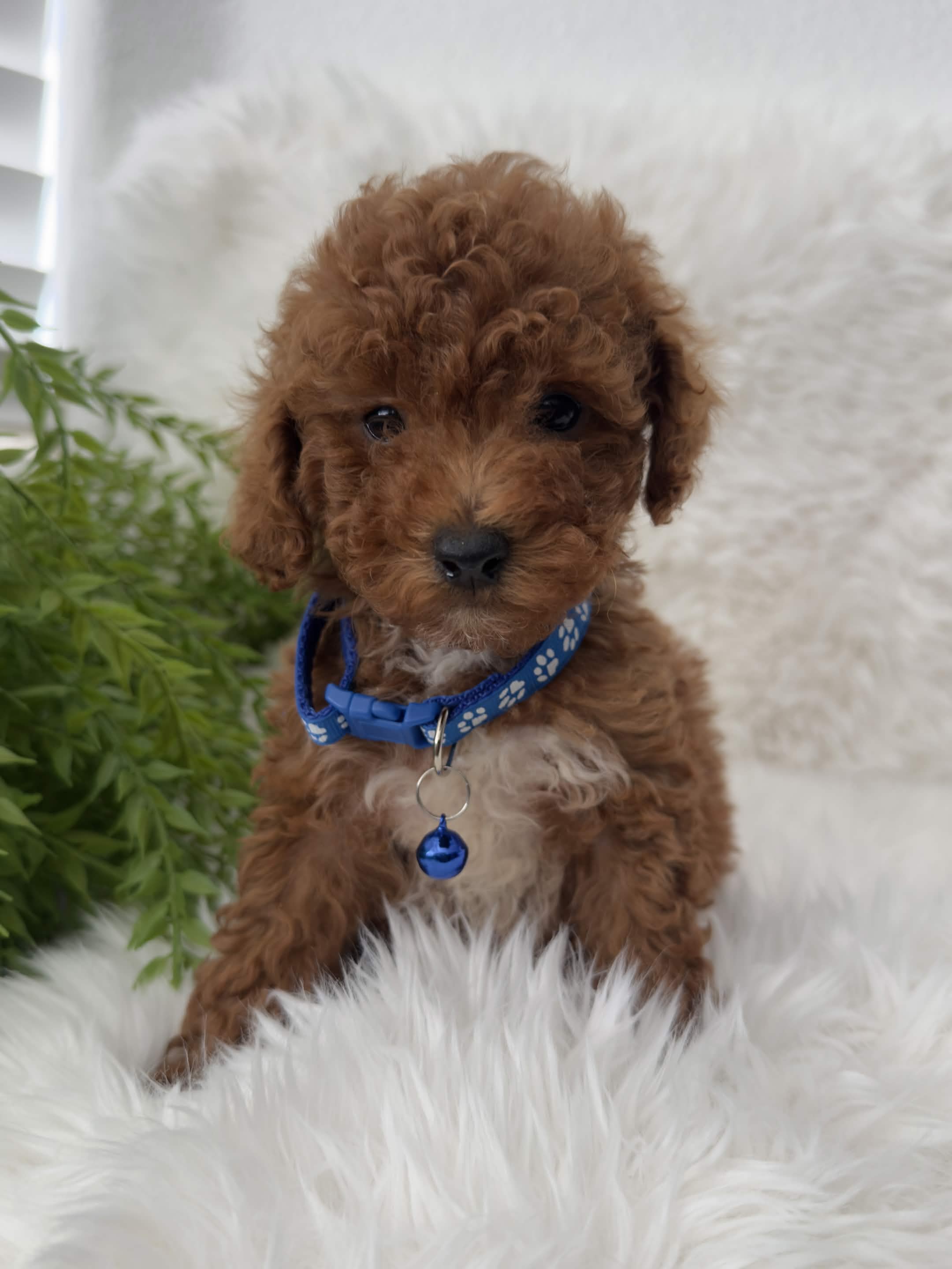 Duke, a toy Poodle puppy