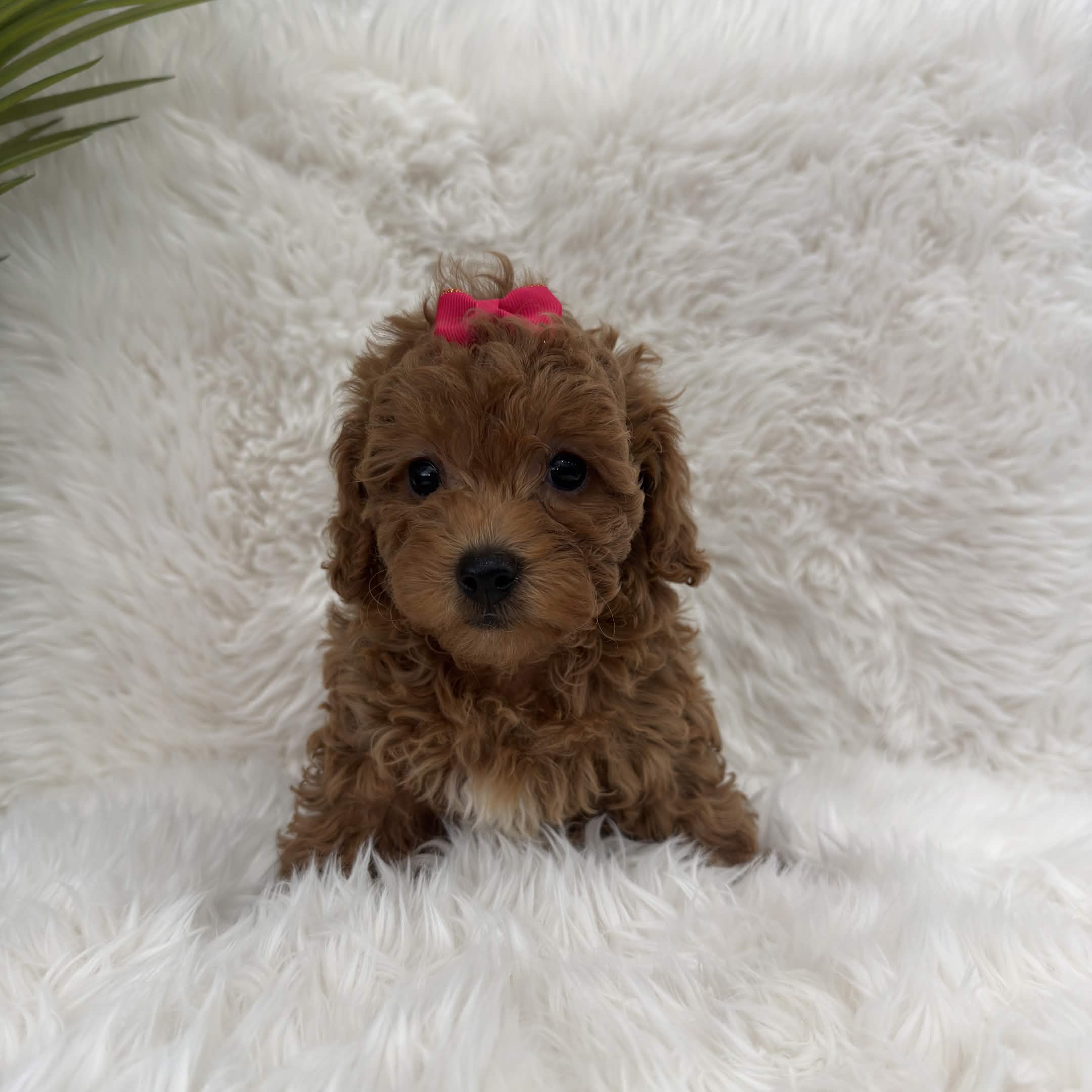 Gigi, a toy Poodle puppy