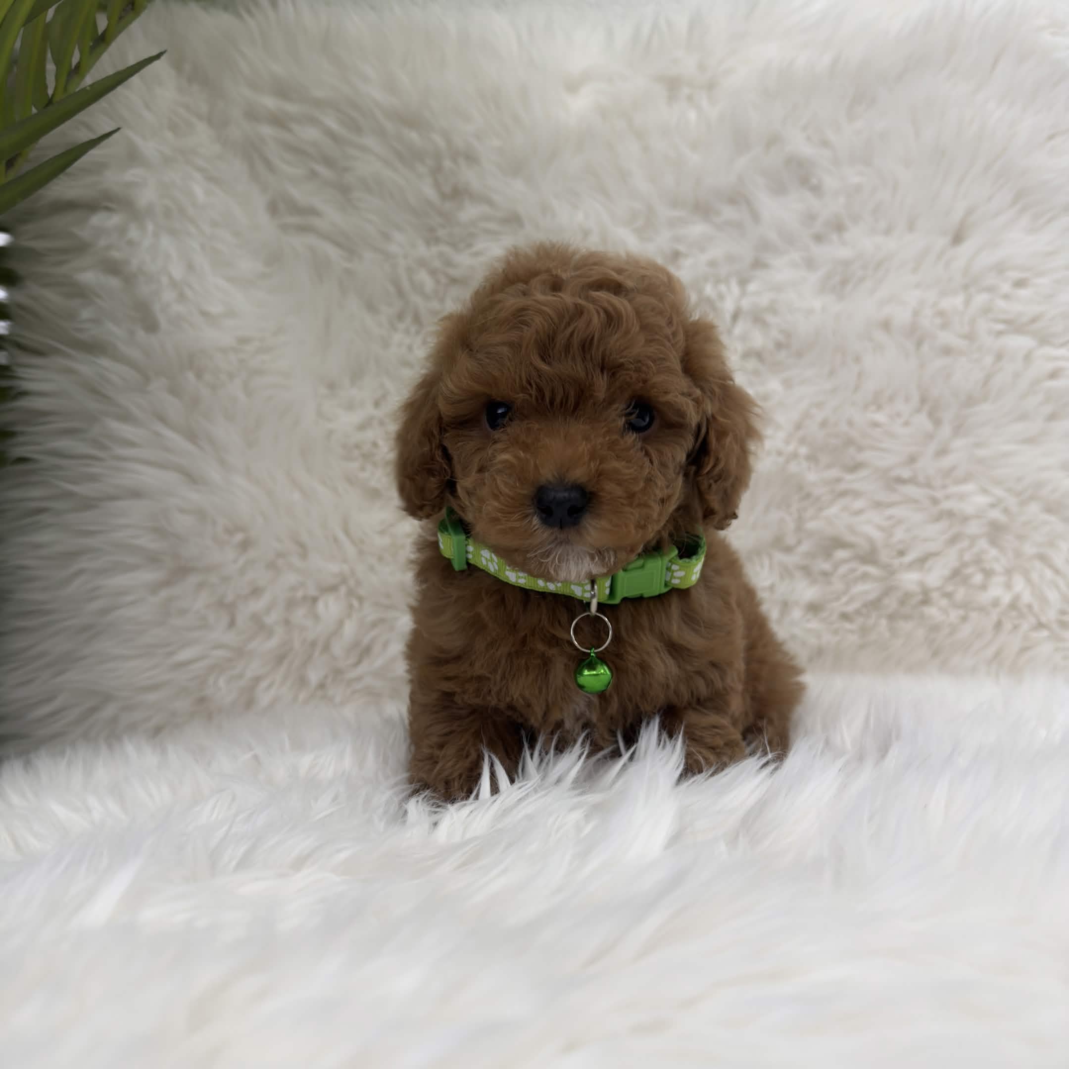 Goliath, a toy Poodle puppy