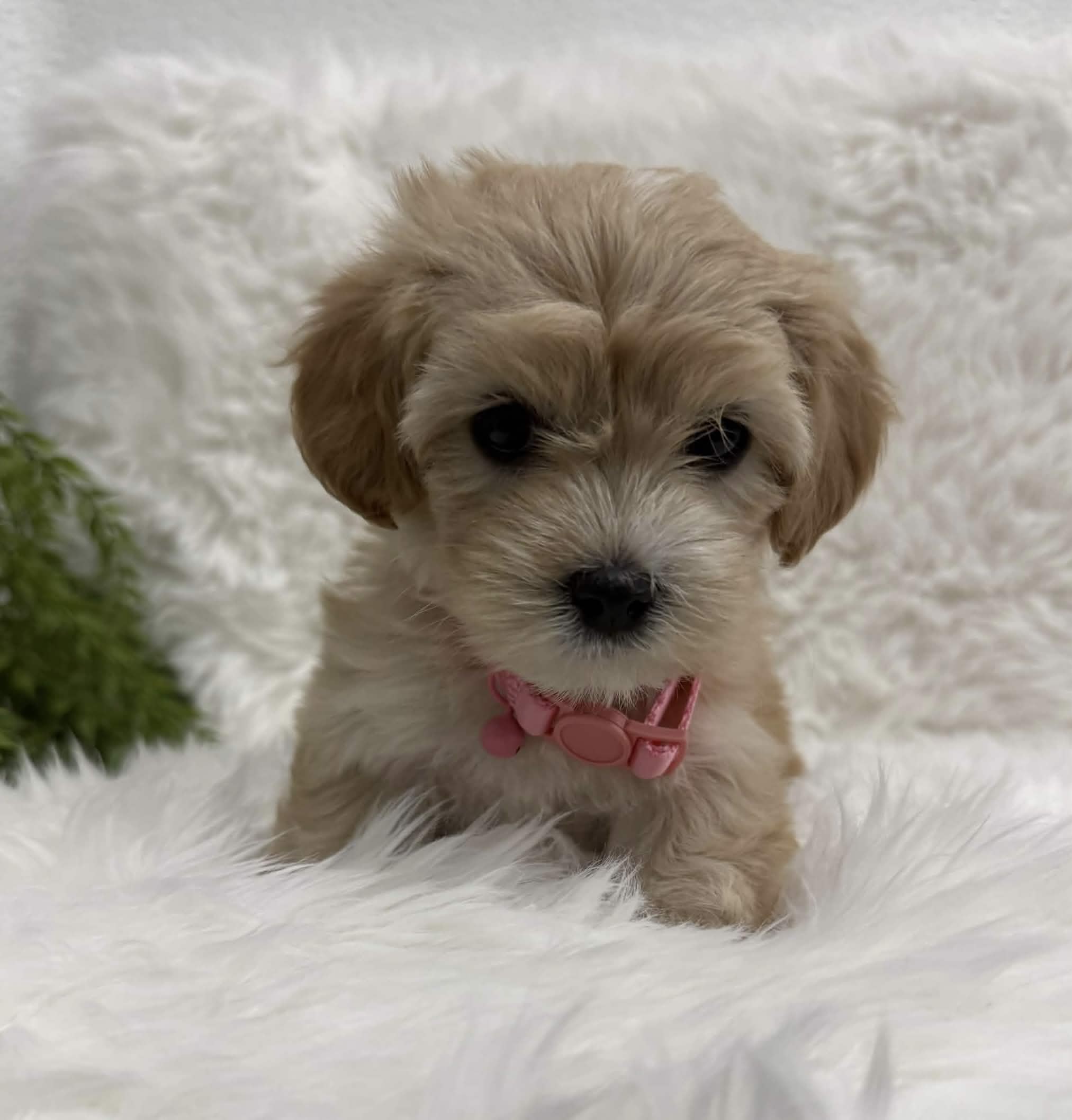 Hazel, a toy Maltipoo puppy