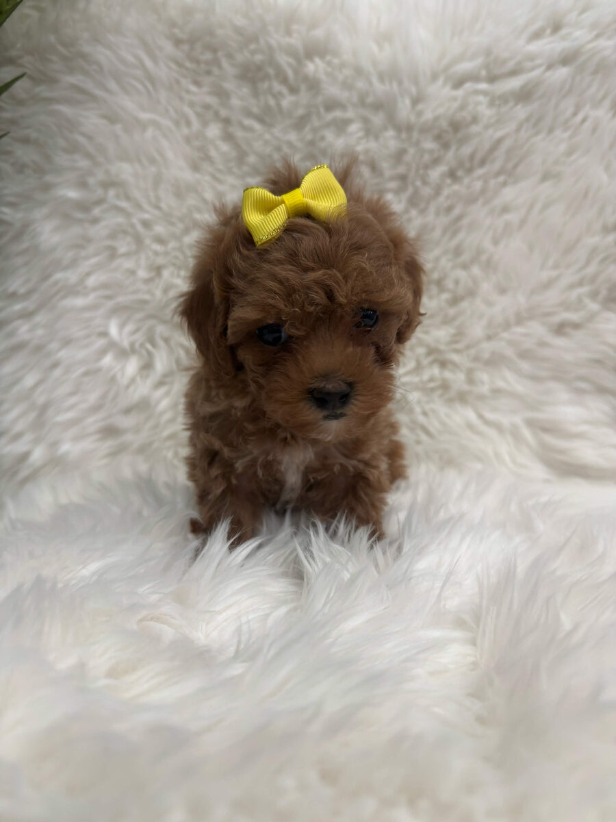 Ivy, a teacup Poodle puppy