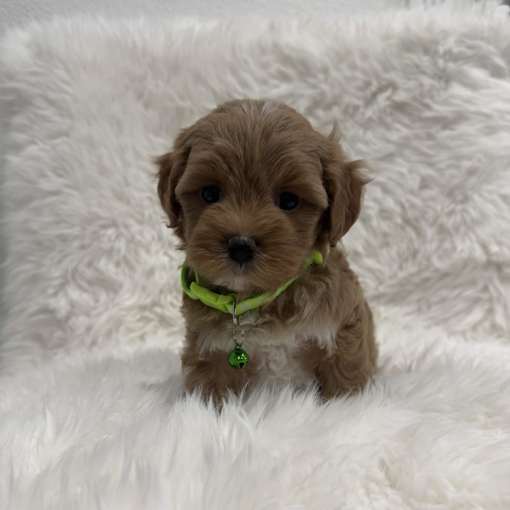 Jerry, a Toy Maltipoo puppy
