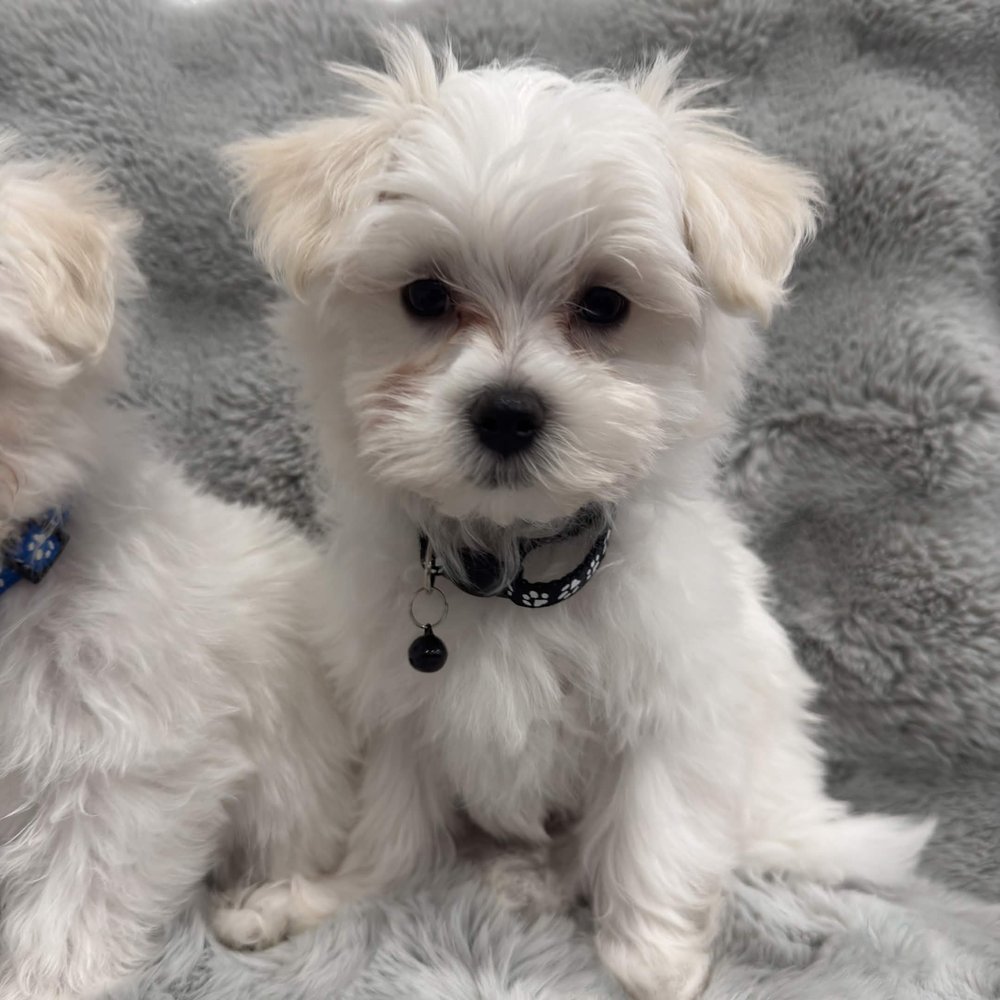 Joe, a Maltese puppy