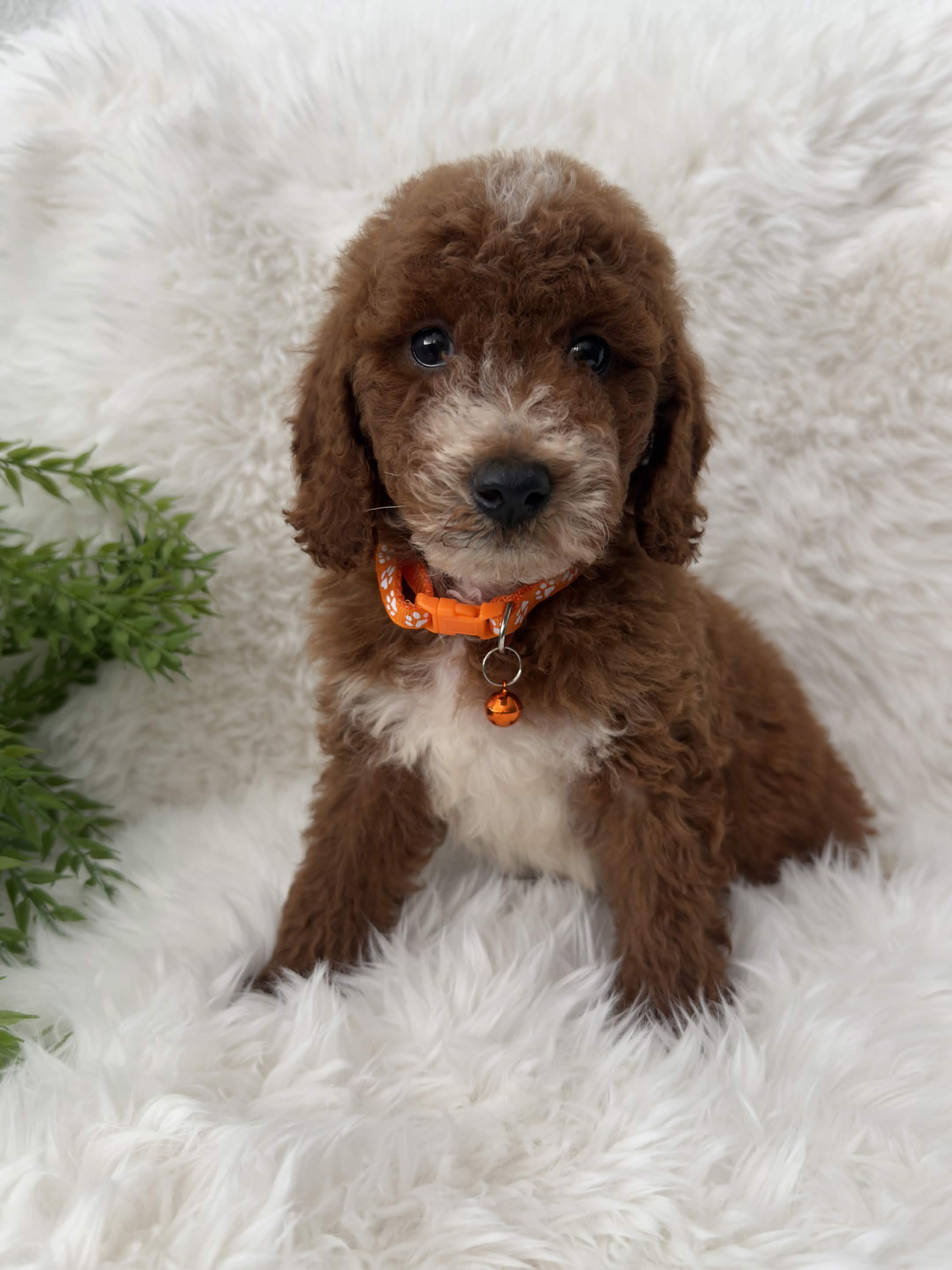 Leo, a toy Poodle puppy