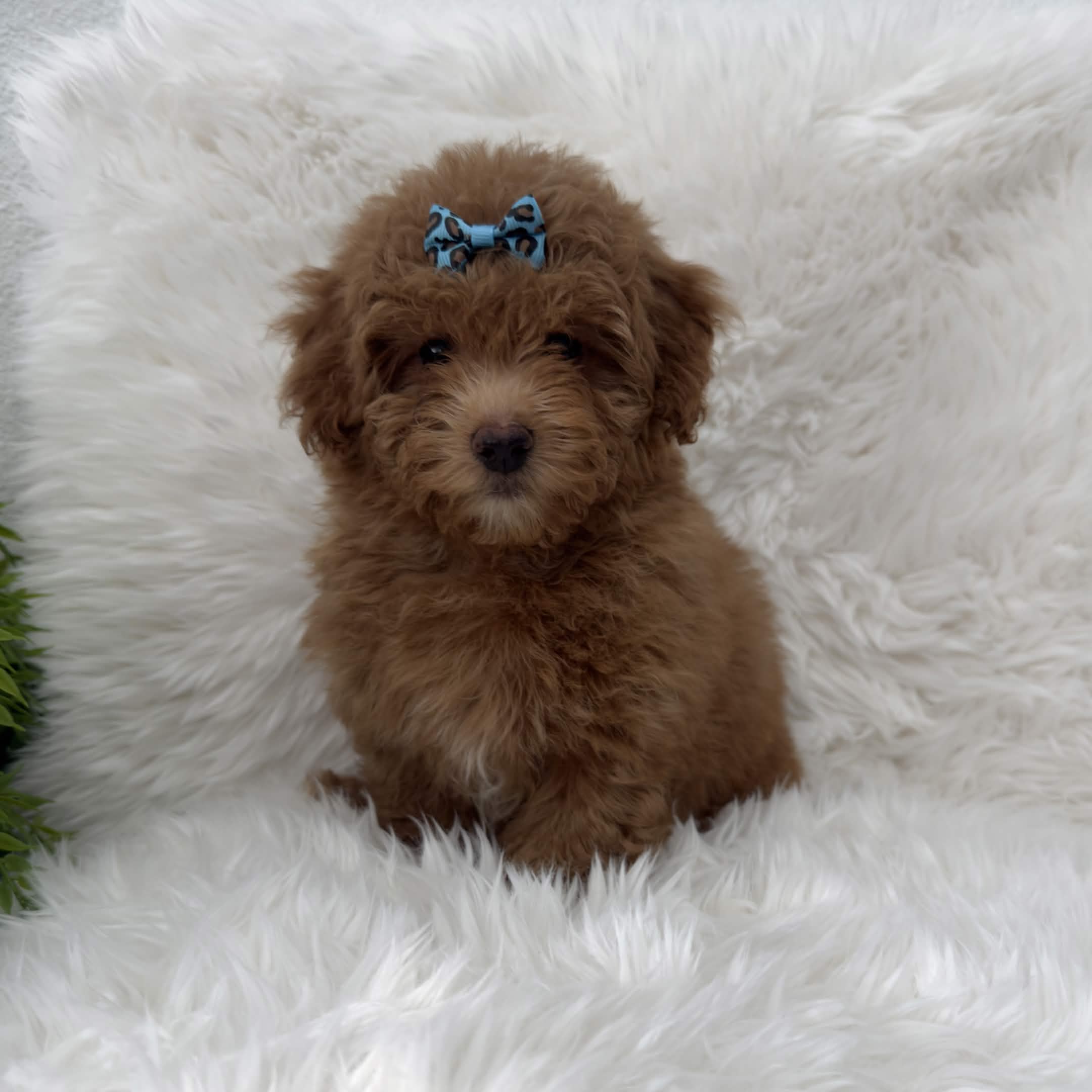 Lola, a toy Poodle puppy
