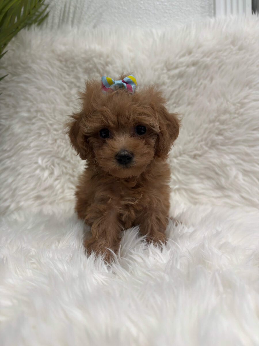 Lyla, a toy Poodle puppy