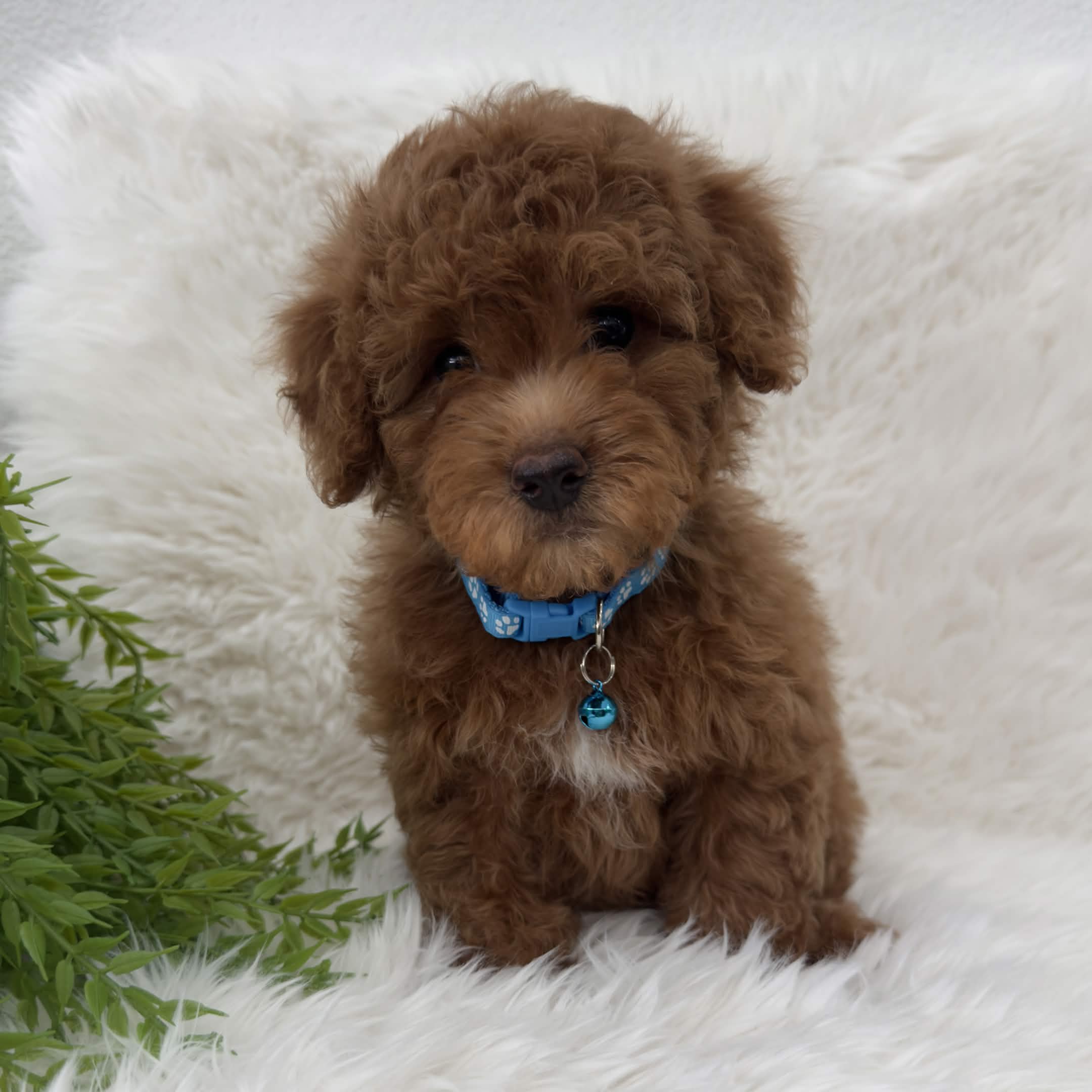 Mamba, a toy Poodle puppy