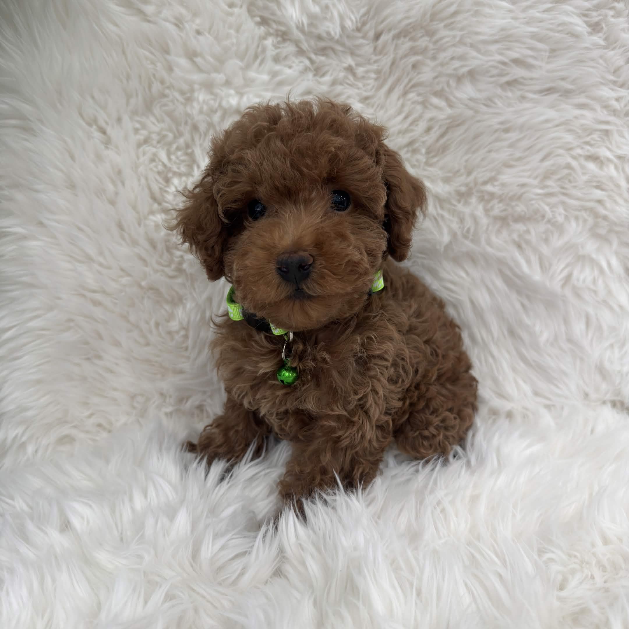 Marley, a toy Poodle puppy