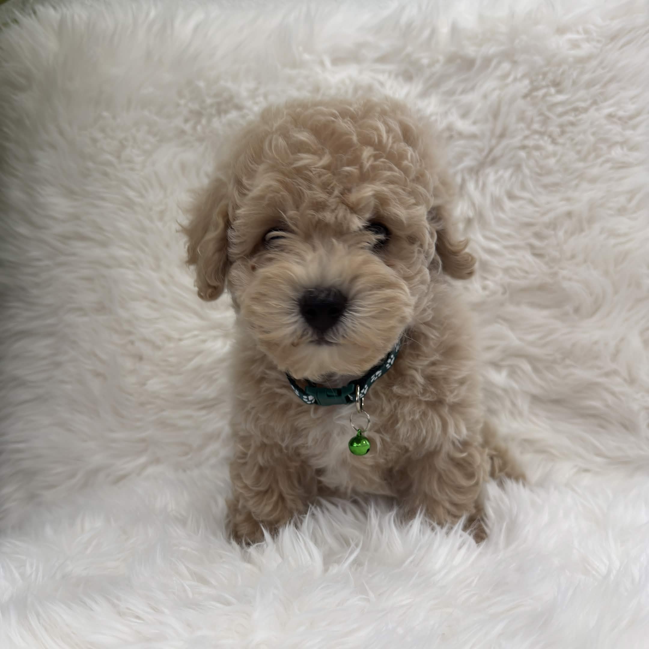Max, a toy Maltipoo puppy