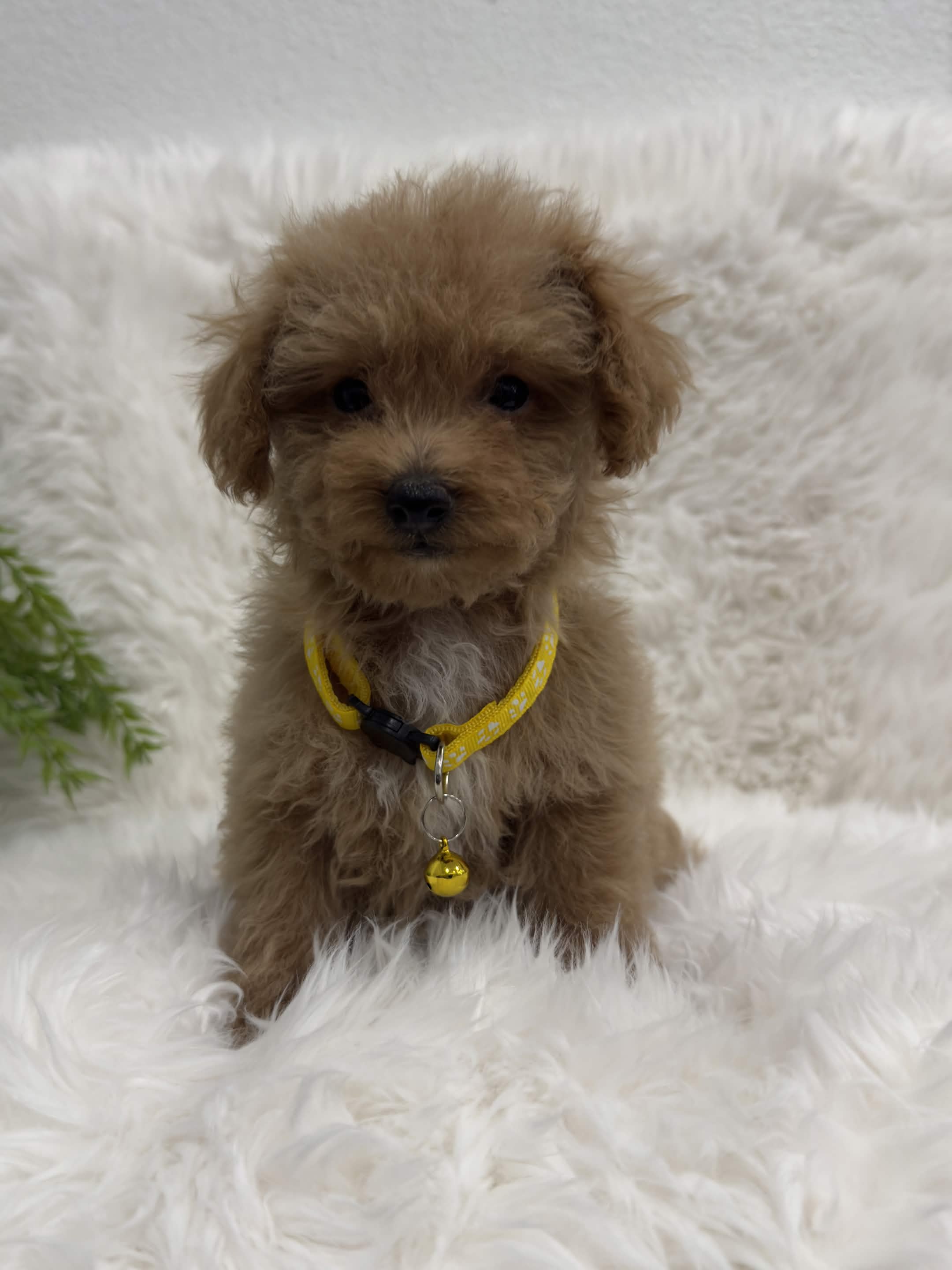 Max, a toy Poodle puppy