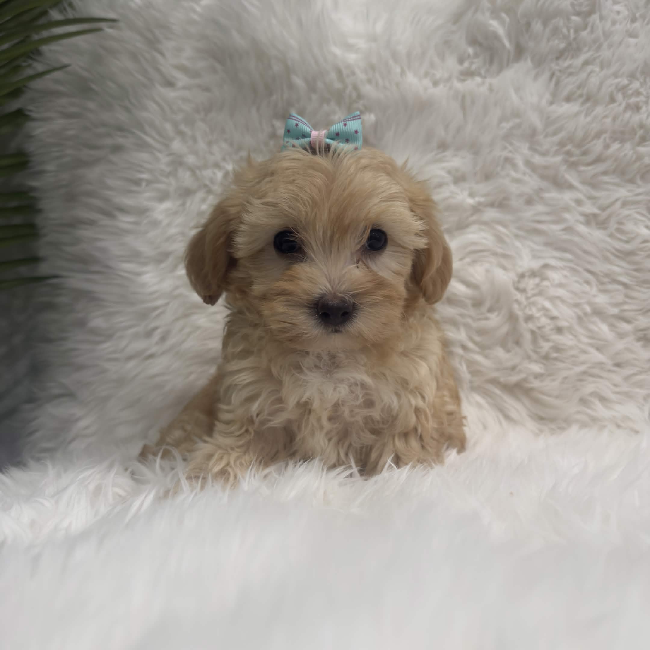 Mia, a toy Maltipoo puppy