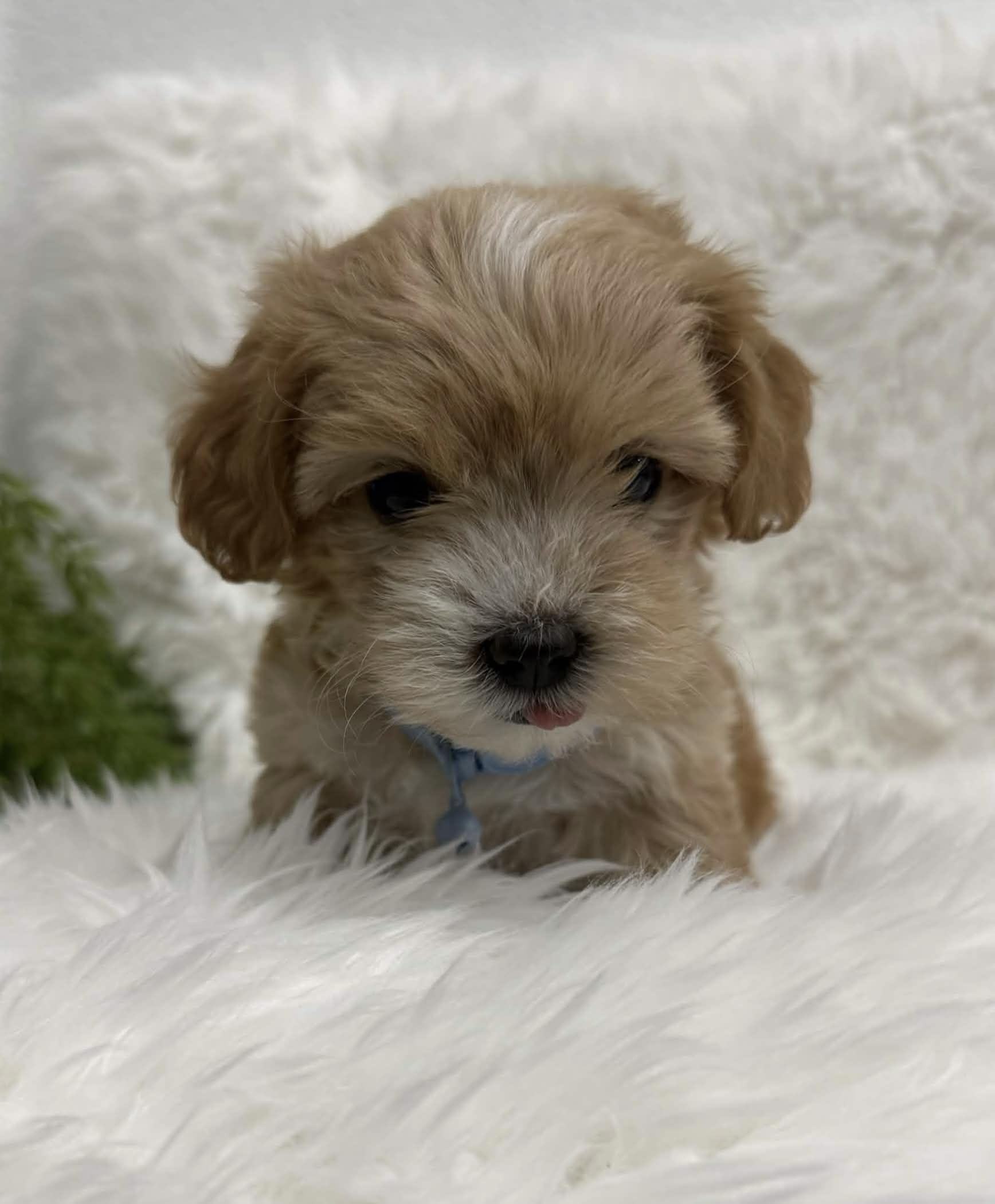 Milo, a toy Maltipoo puppy