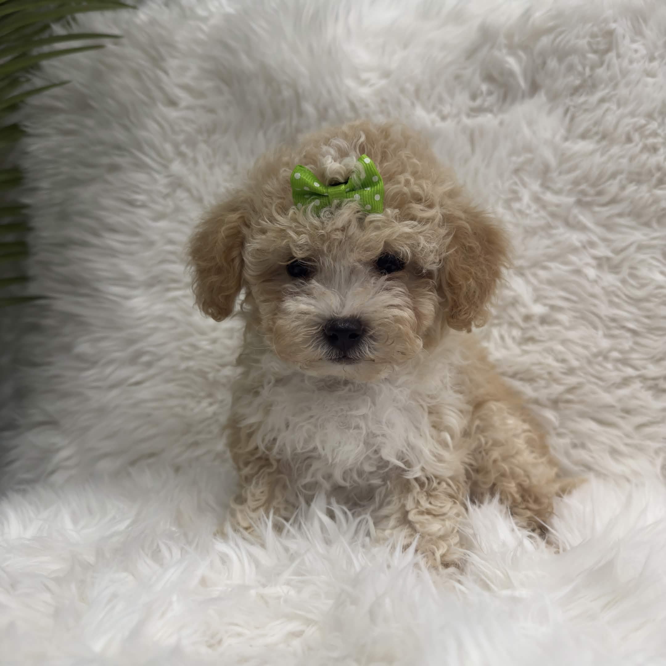 Moana, a toy Maltipoo puppy