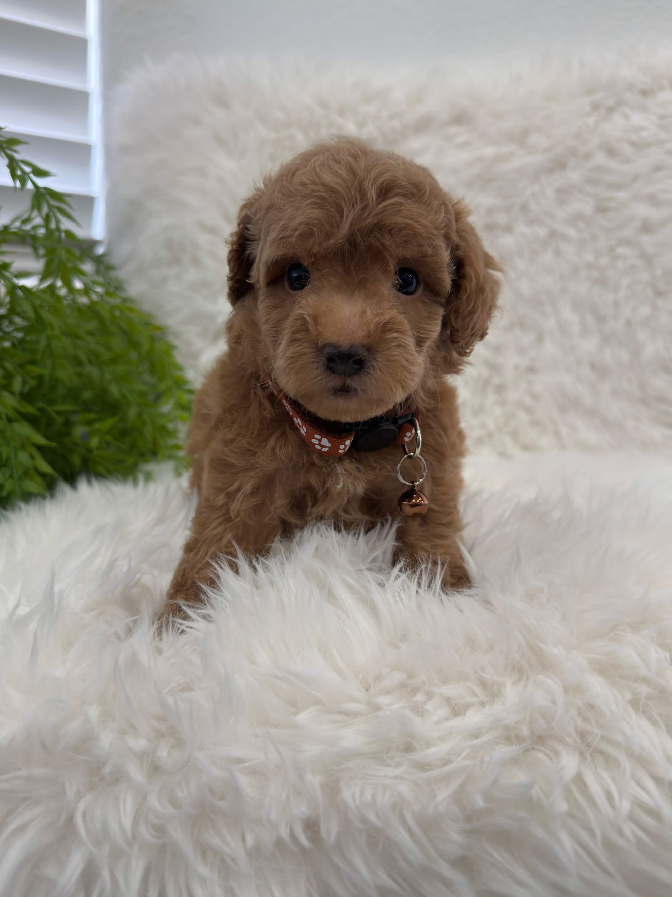 Mocha, a teacup Poodle puppy