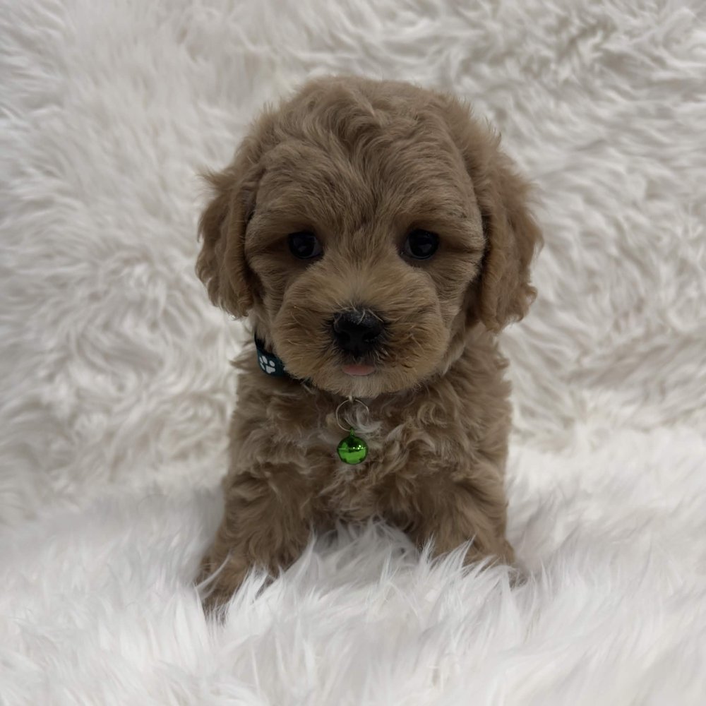 Mochi, a Toy Maltipoo puppy