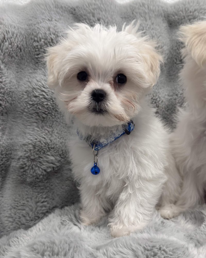 Noah, a Maltese puppy