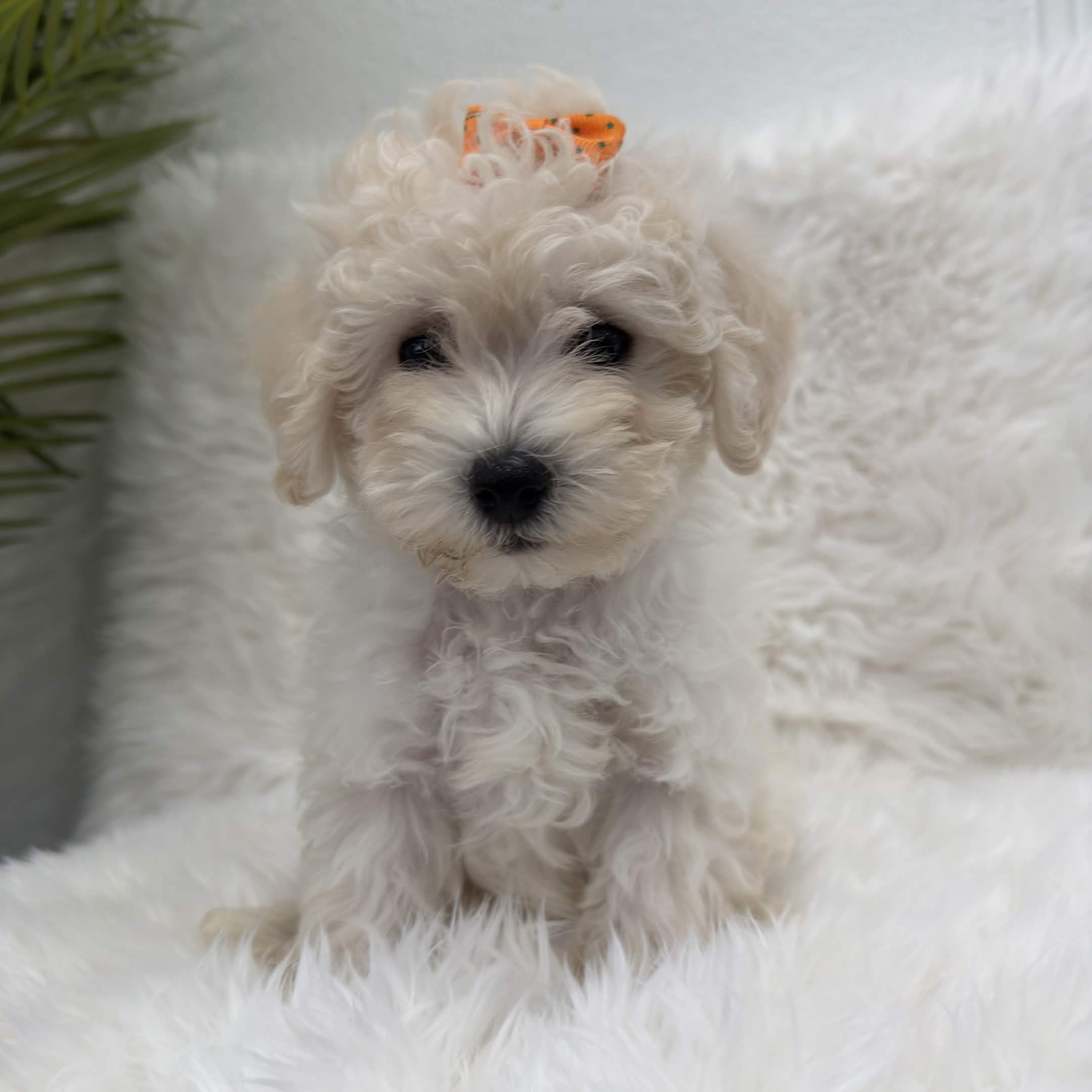 Nyla, a toy Maltipoo puppy