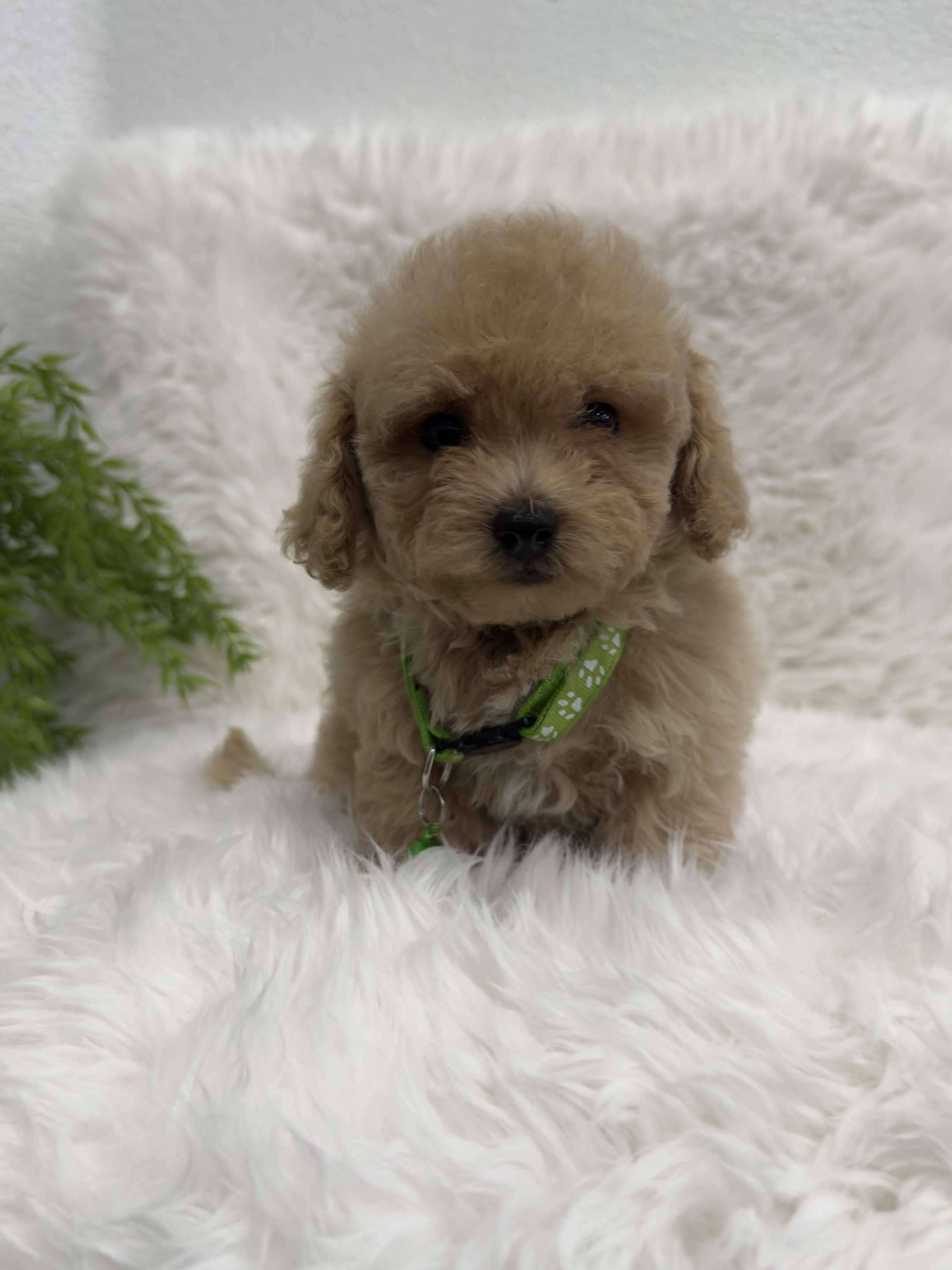 Oliver, a toy Poodle puppy