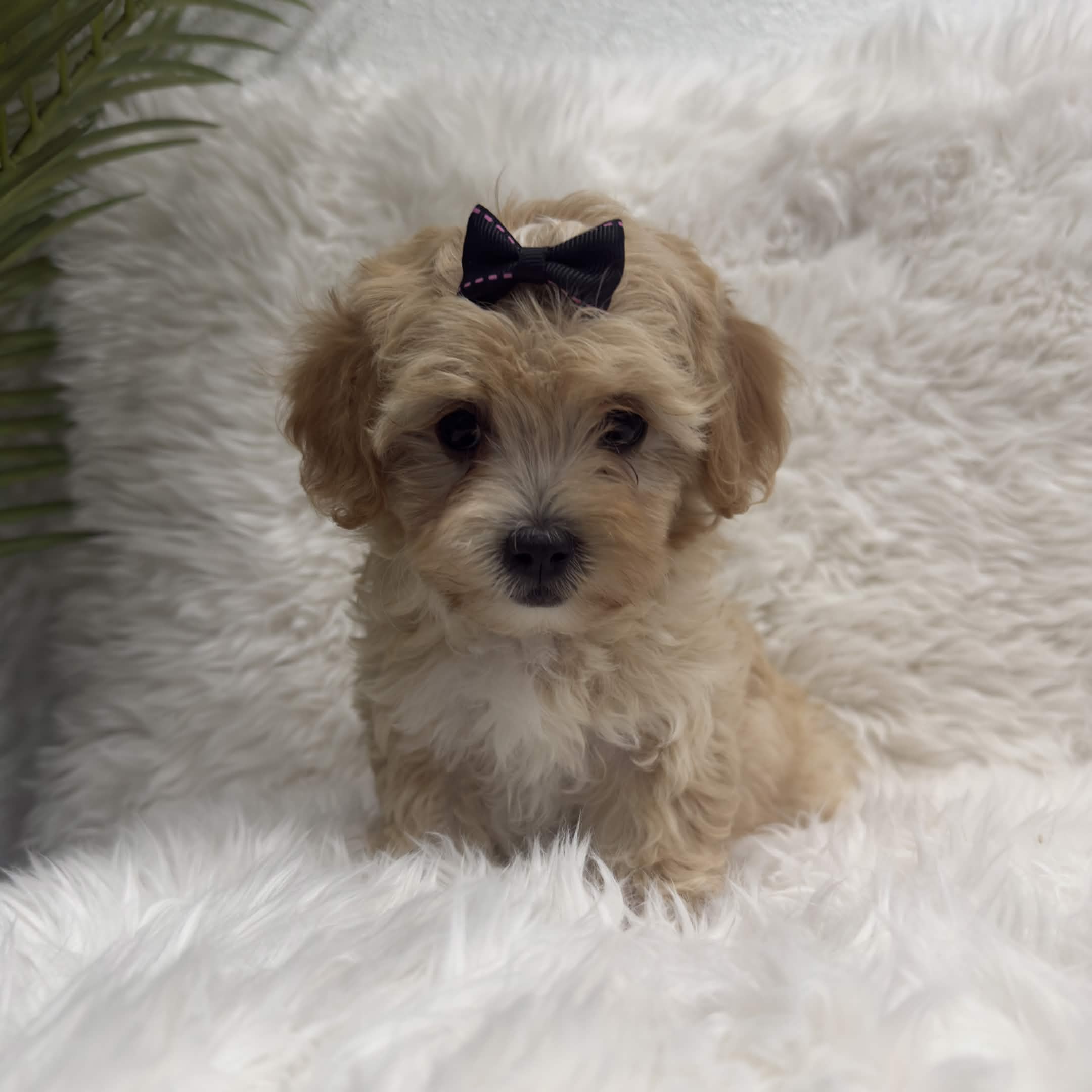 Paris, a toy Maltipoo puppy