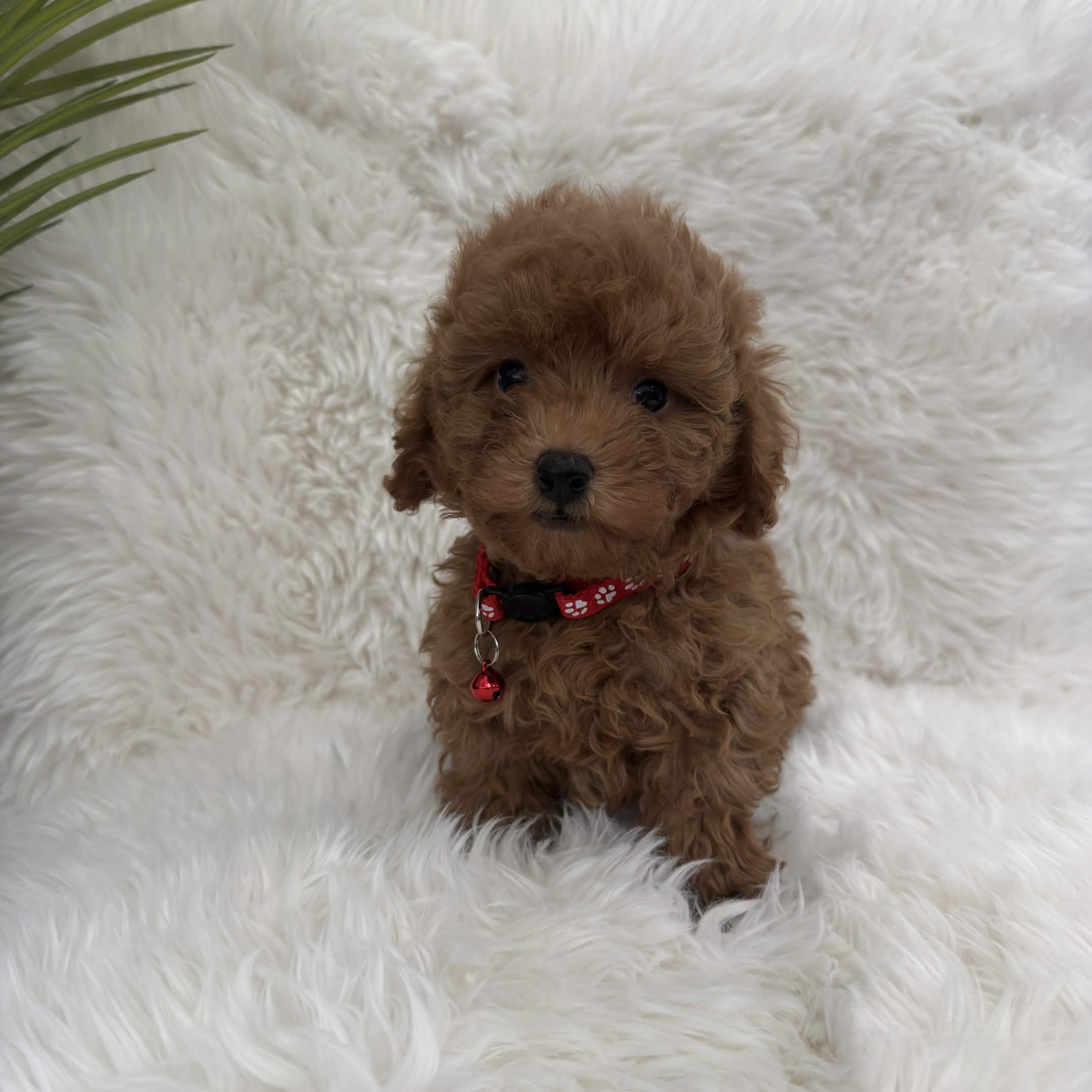 Peanut, a toy Poodle puppy