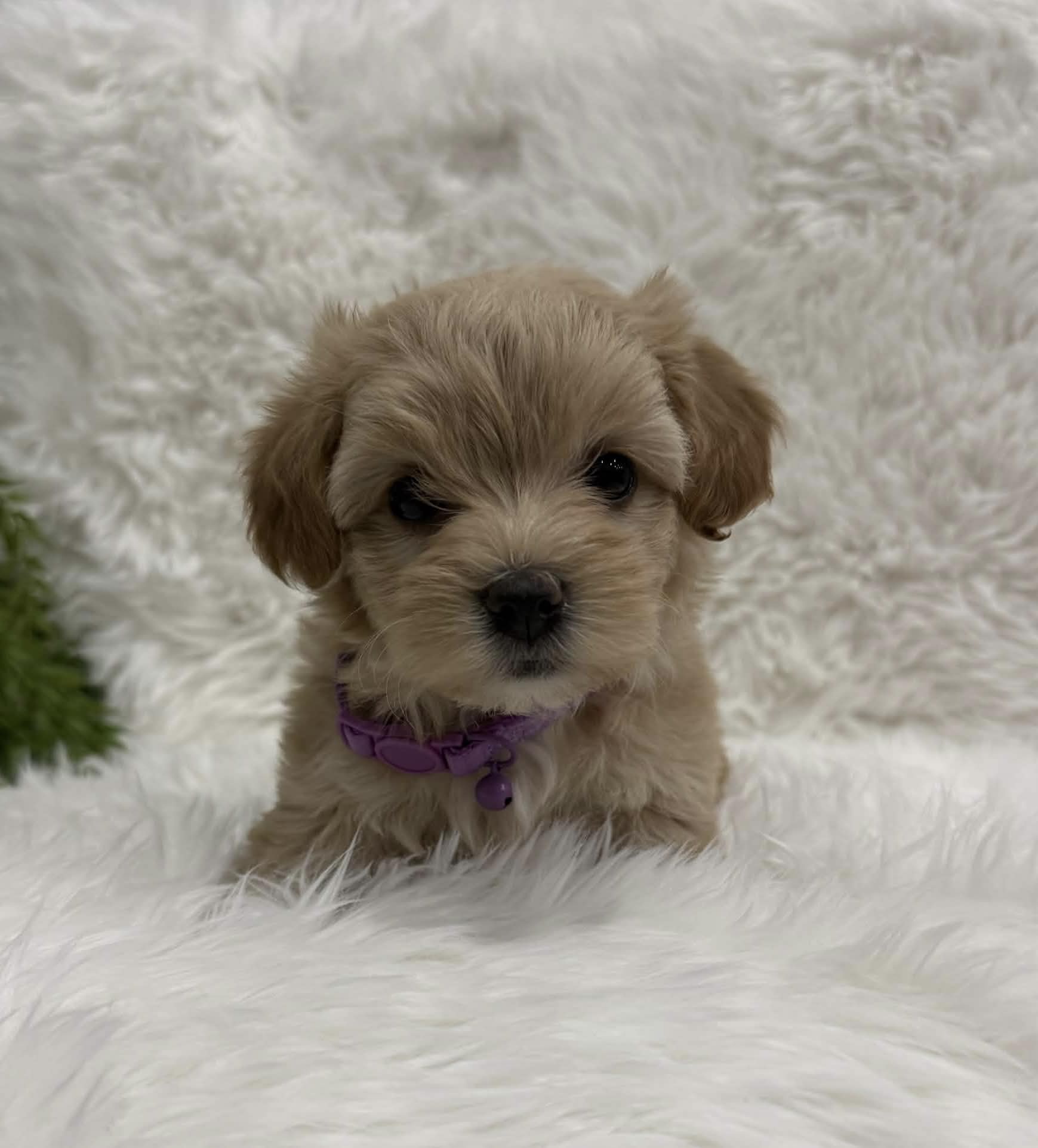 Princess, a toy Maltipoo puppy