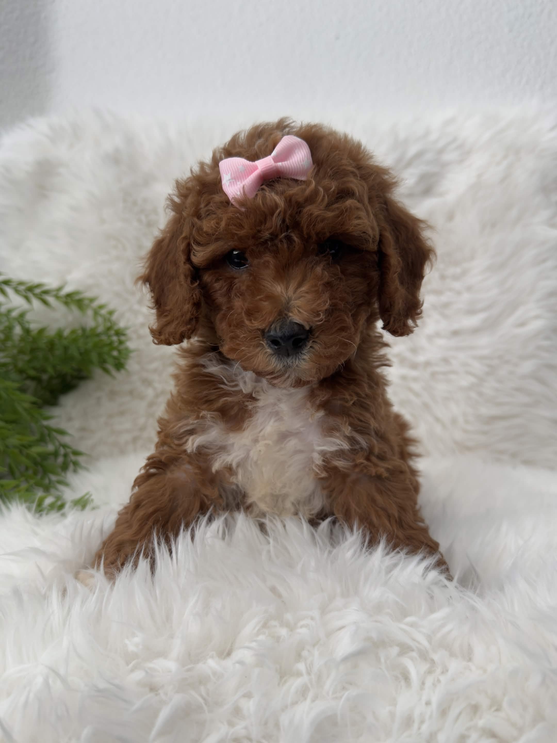 Roxy, a toy Poodle puppy