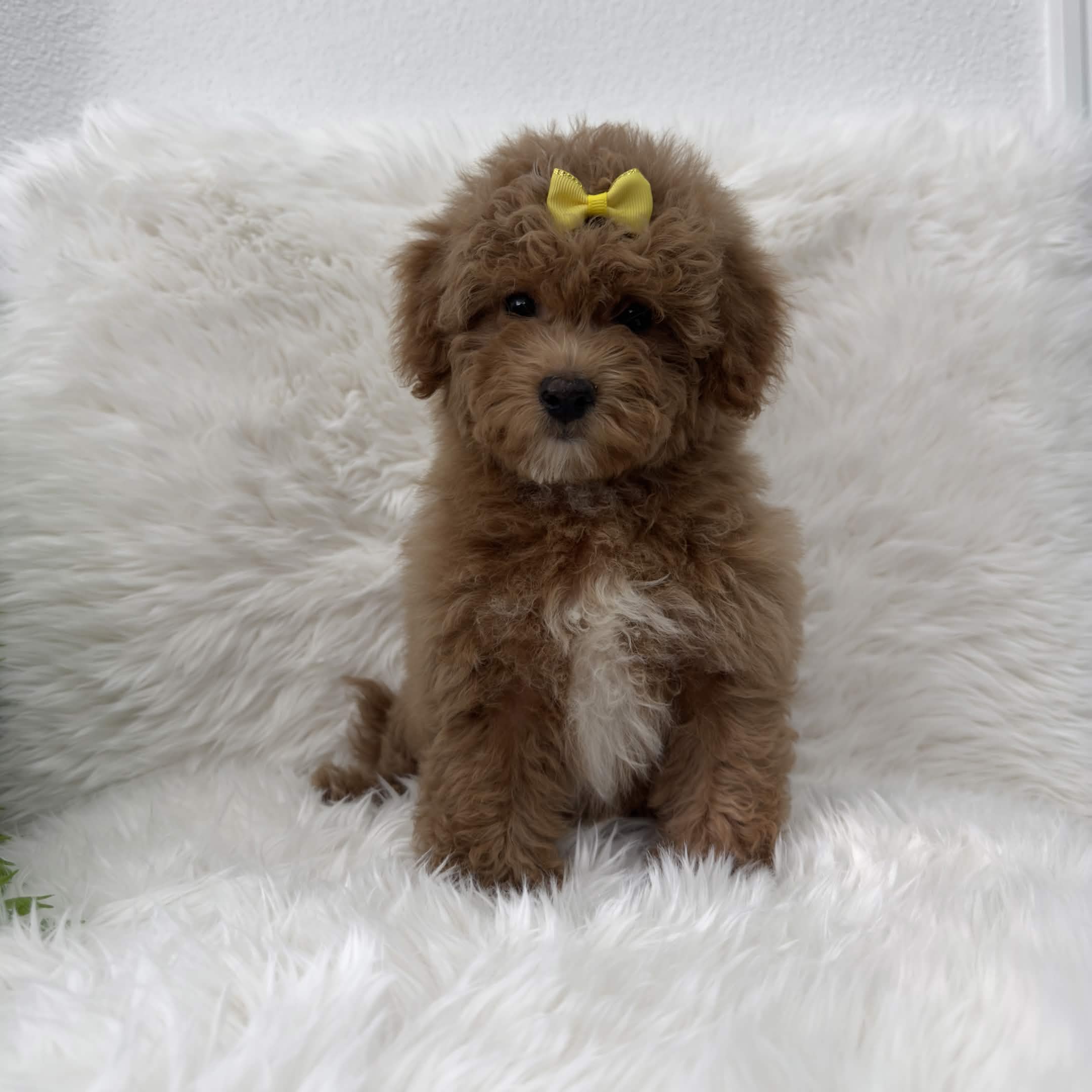 Stella, a toy Poodle puppy