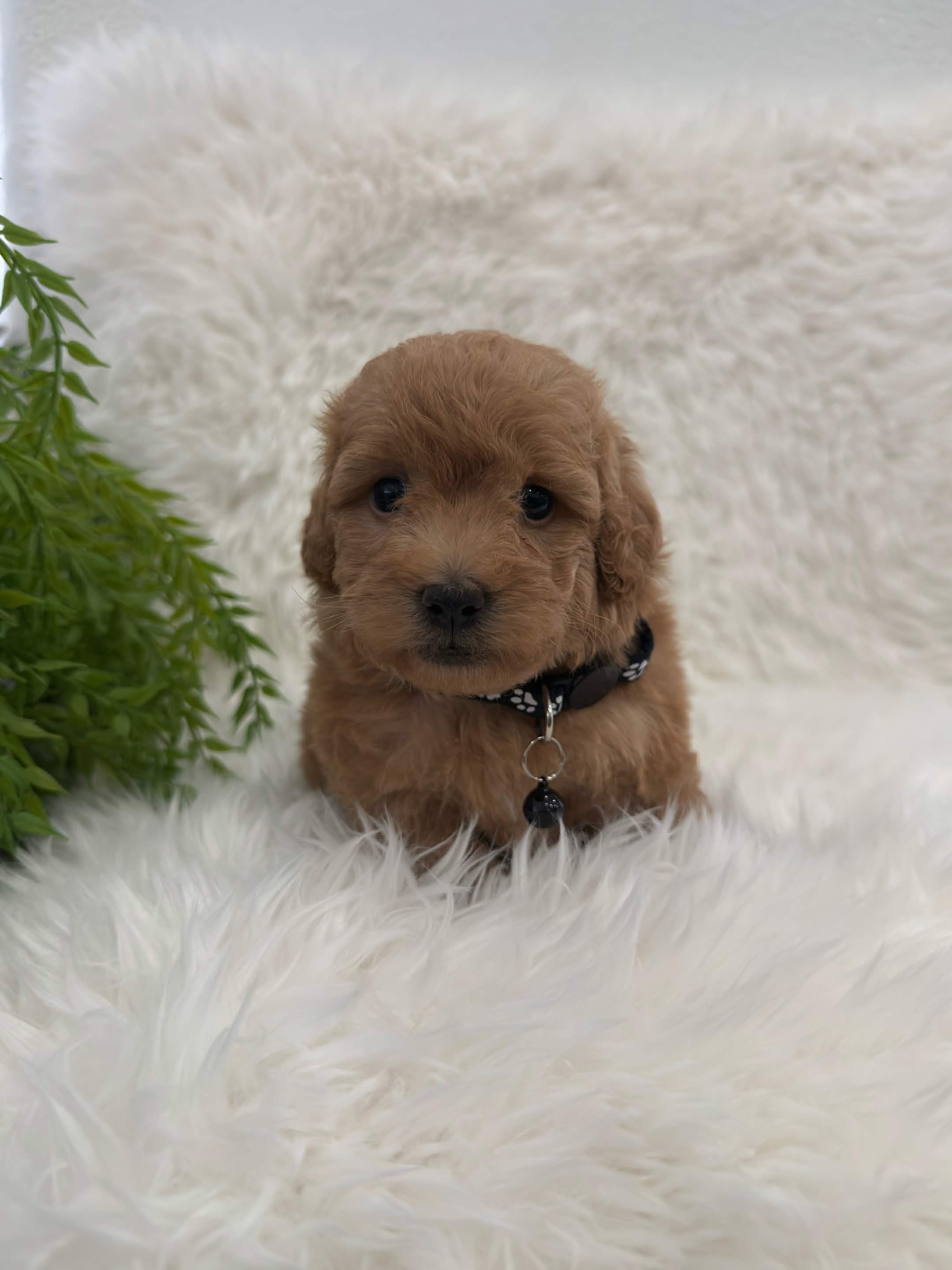 Teddy, a teacup Poodle puppy