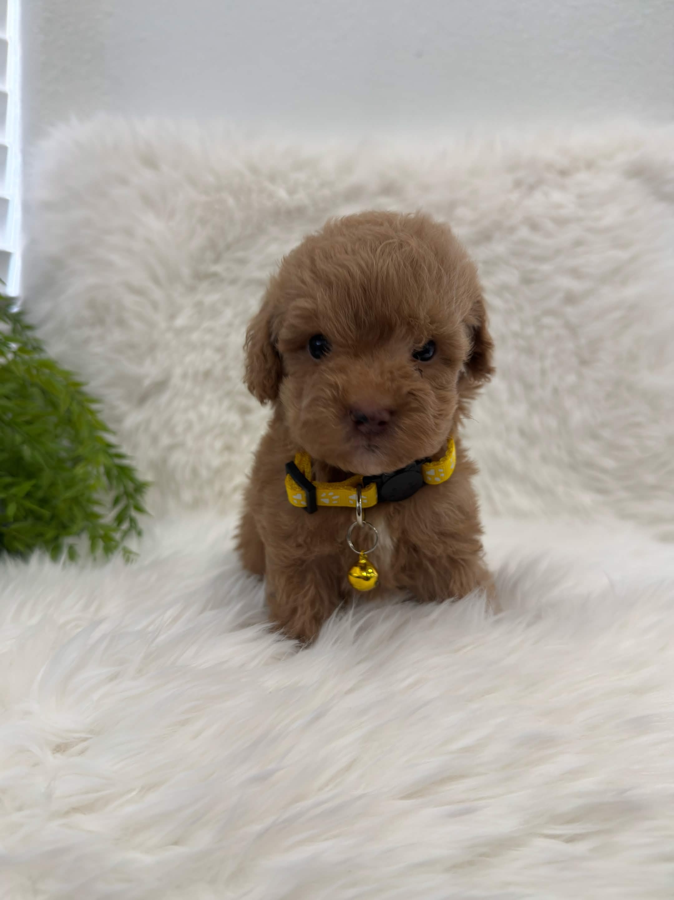 Tank, a teacup Poodle puppy