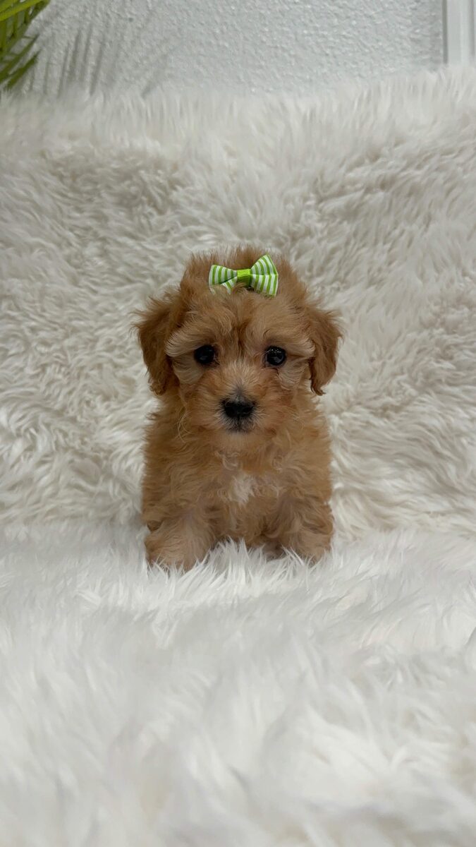 Tori, a toy Poodle puppy