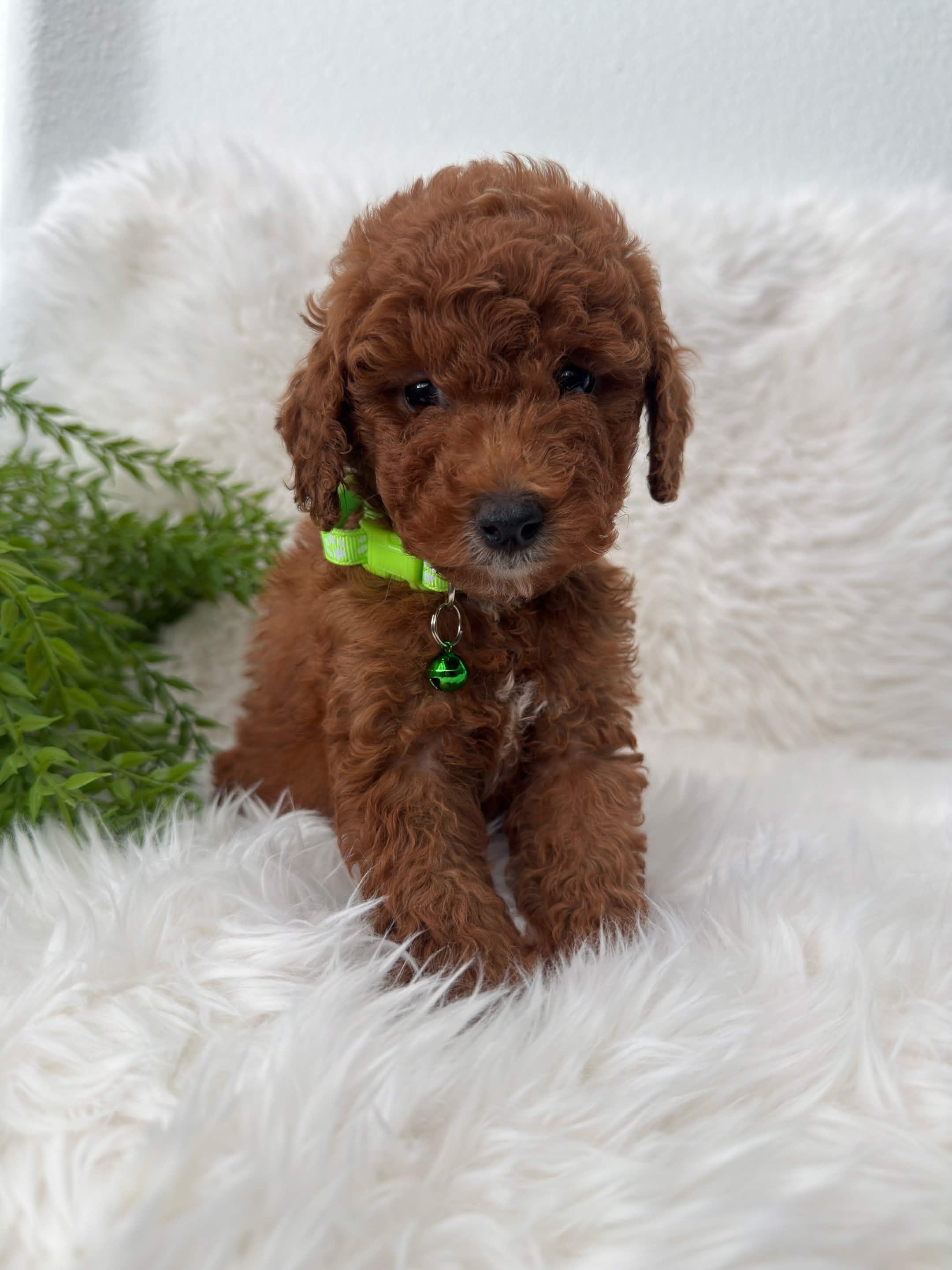 Zeus, a toy Poodle puppy