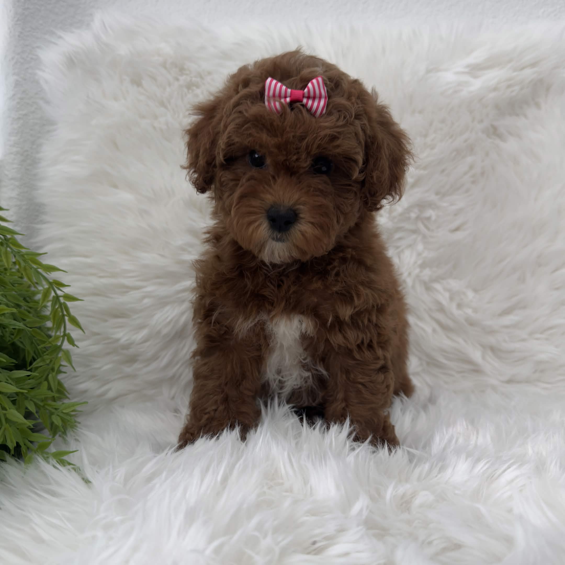 Zoey, a toy Poodle puppy