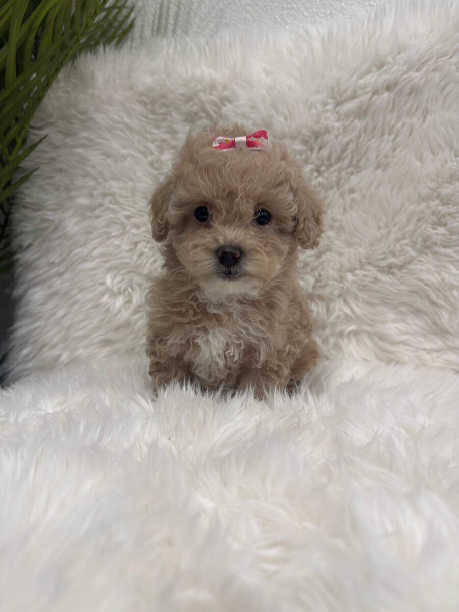 Zoey, a toy Maltipoo puppy